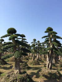 公司簡介 公司簡介